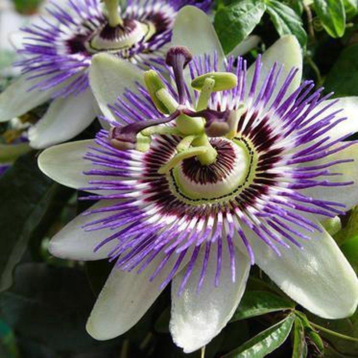 2 x Passiflora Caerulea / Passiebloem - Set van 2 Klimplanten - Blauw - Meerjarig en Winterharde tuinplanten | 2 x 1,5 liter potten