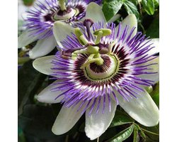 2 x Passiflora Caerulea / Passiebloem - Set van 2 Klimplanten - Blauw - Meerjarig en Winterharde tuinplanten | 2 x 1,5 liter potten