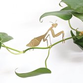 Plant Animal - Praying Mantis