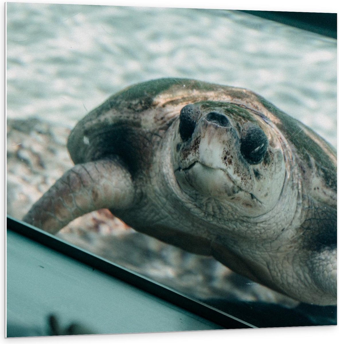 Forex - Schildpad in Aquarium - 100x100cm Foto op Forex