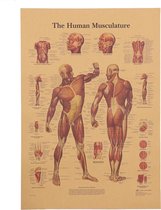 Posterset Het Menselijk Lichaam Spieren en Skelet Vintage Posters 42x30cm