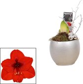 Kamerplant van Botanicly – Amaryllis – Hoogte: 30 cm – Amaryllis