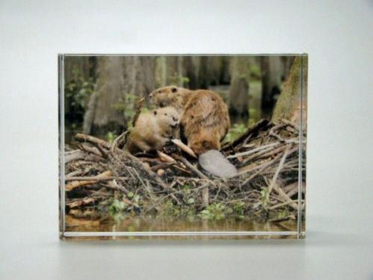Foto Glasblokje Bever met Jong – Ingegraveerd Glas, Kleurrijk en Sfeervol
