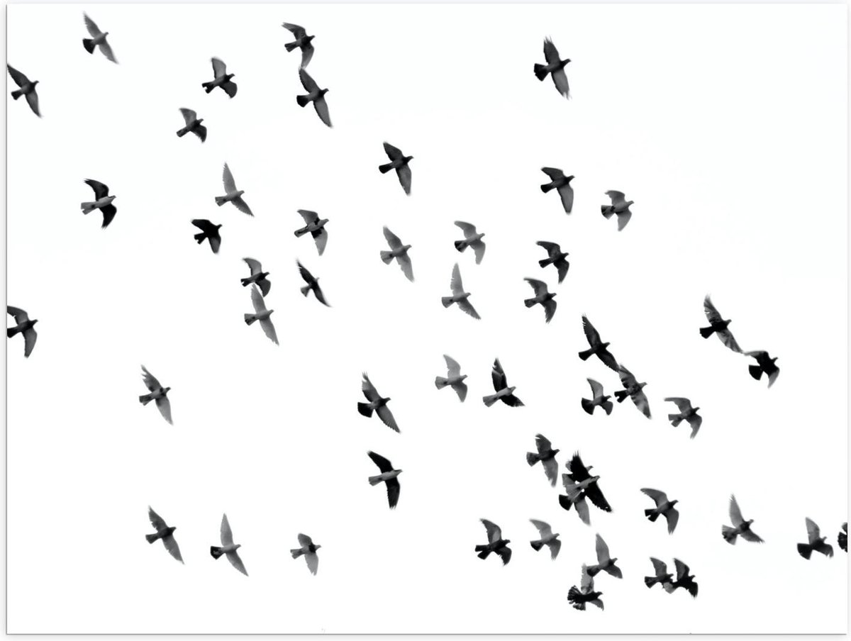 Poster – Zwerm Vogels in de Lucht - 40x30cm Foto op Posterpapier op Prijzenvolger.com