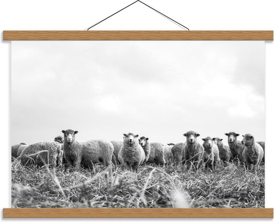 Schoolplaat – Aankijkende Schapen (zwart/wit) - 60x40cm Foto op Textielposter (Wanddecoratie op Schoolplaat)