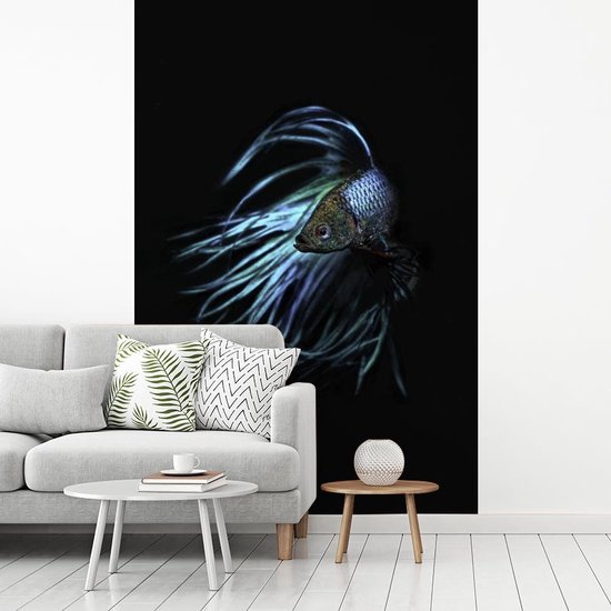 Papier peint photo vinyle - Portrait d'un poisson combattant siamois sur fond noir largeur 190 cm x hauteur 280 cm - Tirage photo sur papier peint (disponible en 7 tailles)