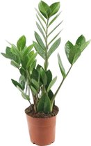 ﻿ Zamioculcas - kamerplant - ↑60 - 80 cm