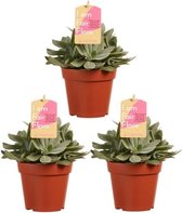 Hellogreen Kamerplanten - Set van 3 - Senecio Cephalophorus - ↕ 20 cm