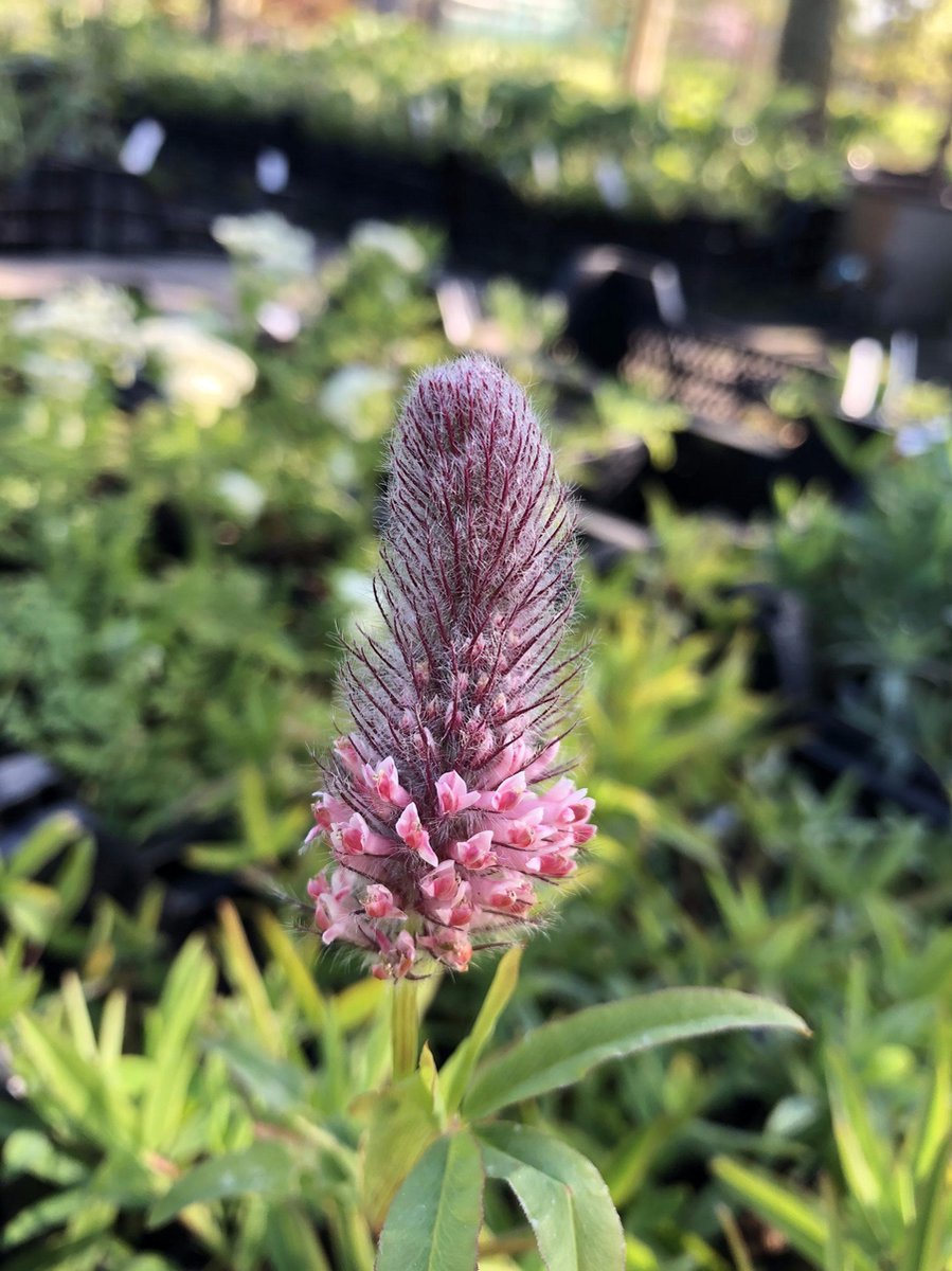 6 x Trifolium rubens 'Peach Pink' - Klaver - P9 Pot (9 x 9cm) - Dima Vaste Planten