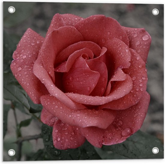 Tuinposter – Roze Roos met Groen Blaadjes  - 50x50cm Foto op Tuinposter  (wanddecoratie voor buiten en binnen)