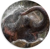 Forex Wandcirkel - Olifant Wast Zich - 60x60cm Foto op Wandcirkel (met ophangsysteem)