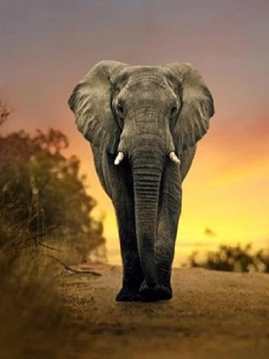 Evershine diamond painting voor volwassenen olifant TA2-3232 vierkante steentjes 20 X 30