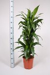 Intraplant Kamerplanten Doorsnede pot 24 cm en hoogte 120 cm, vertakt Intraplant Kamerplanten Doorsnede pot 24 cm en hoogte 120 cm, vertakt