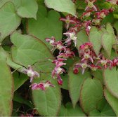 6 x Epimedium Rubrum - Elfenbloem Pot 9x9cm - Roodbloeiende Schaduwplant