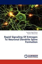 Rapid Signaling of Estrogen to Neuronal Dendrite Spine Formation