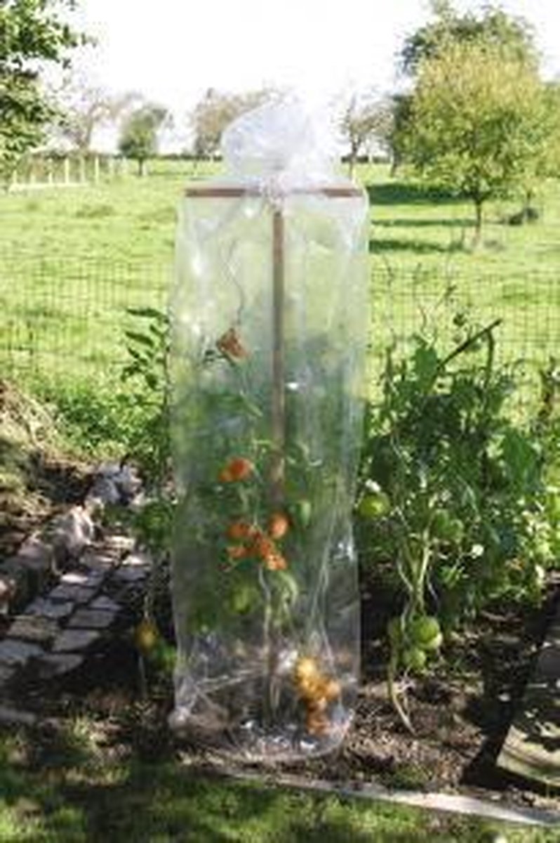 BUIS- OF TOMATENFOLIE