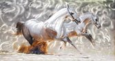 Schilderij witte paarden aluminium 120 x 60 Handgeschilderd - Artello - handgeschilderd schilderij met signatuur - schilderijen woonkamer - wanddecoratie - 700+ collectie Artello s