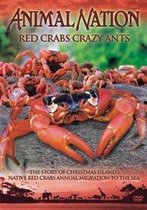 Red Crabs, Crazy Ants