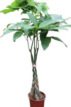 Gardenmarketplace Kamerplanten Pachira aquatica - Geldboom - Gevlochten stam, vanaf 130 cm