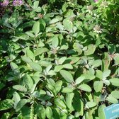 6 x Salvia Officinalis 'Berggarten' - Breedbladige Salie pot 9x9cm, aromatisch en wintergroen