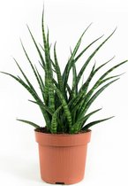 2 stuks Sanseveria Fernwood Punky (vrouwentongen)