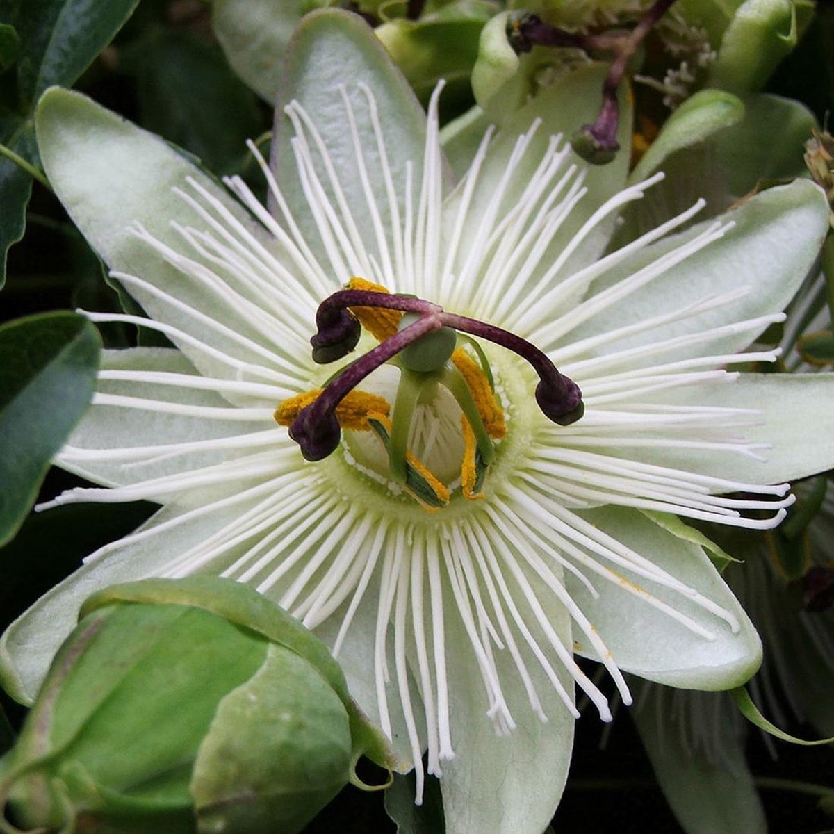 Hello Plants Passiflora Caerulea Constance Elliot Passiebloem - Klimplant - Ø 15 cm - Hoogte: 65 cm