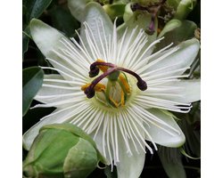 Hello Plants Passiflora Caerulea Constance Elliot Passiebloem - Klimplant - Ø 15 cm - Hoogte: 65 cm
