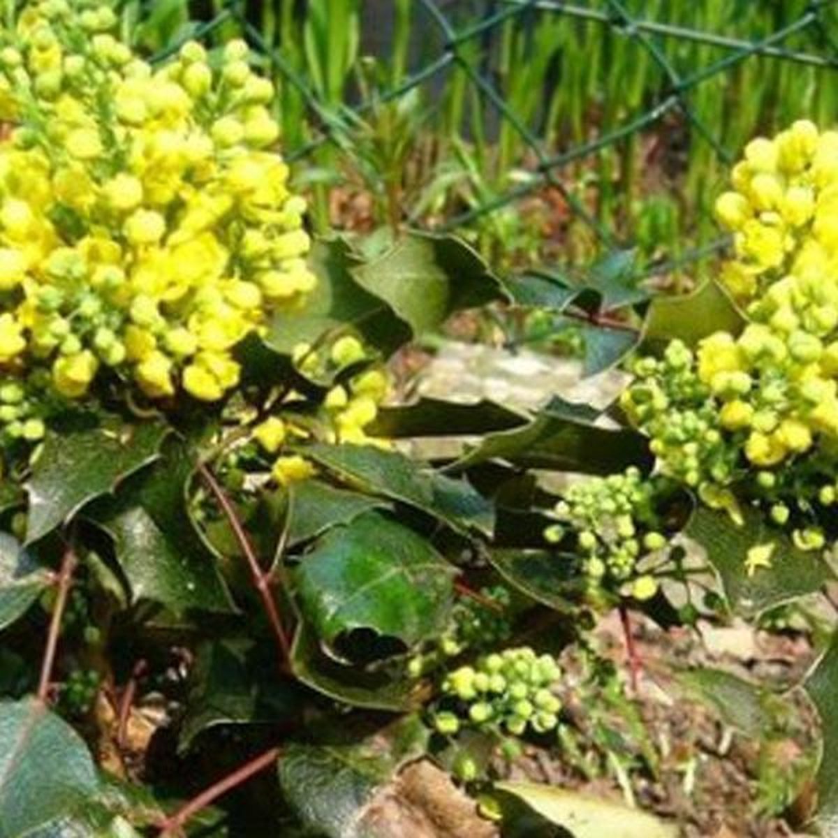 Mahonia Aquifolium 'Apollo' - Mahoniestruik;Druifstruik 15-20 cm pot