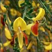 Cytisus 'Andreanus' - Brem;Geitenklaver 40-60 cm pot