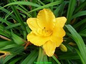 set 12 stuks Hemerocallis Stella de Oro