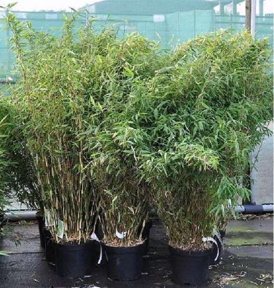 helaas diep Grondig Fargesia Murieliae 'Simba' - Japanse Bamboe 50- 60cm in pot | bol.com