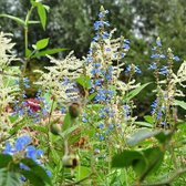 6 x Salvia Uliginosa 'African Skies' - Echte Salie pot 9x9cm