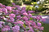 Hydrangea arborescens 'Invincibelle' (Pink Annabelle); Totale hoogte 35-45cm incl. Ø 19cm pot | Hortensia Roze Annabelle |