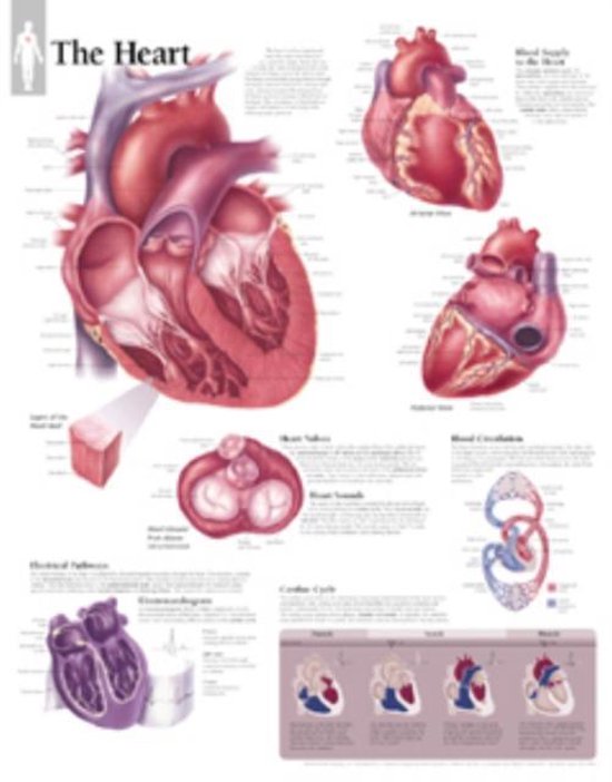 Foto: Heart laminated poster