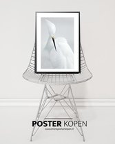 ONLINE POSTER KOPEN - Zwaan poster  A3 formaat