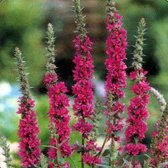 6 x Lythrum Salicaria - Kattestaart Pot 9x9 cm - Roze Bloemen aan Waterkant