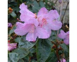 Rhododendron 'Praecox' 30-40 cm in pot