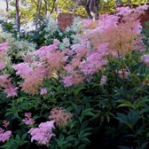 6 x Filipendula Rubra 'Venusta' - Knolspirea pot 9x9cm, rijkbloeiend en attractief voor vlinders