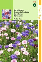 2 stuks Centaurea Cyanus Polka Dot Gemengd