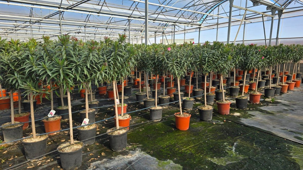 Sunny Tree - Plant - Oleander op stam - Nerium Oleander - 160 cm - Kleur Rood - Buitenplant