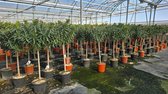 Sunny Tree - Plant - Oleander op stam - Nerium Oleander - 160 cm - Kleur Rood - Buitenplant