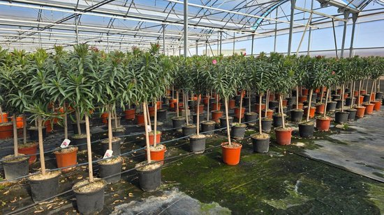 Nerium Oleander struik 80-100 cm - Heijnen Plants Nerium Oleander struik 80-100 cm - Heijnen Plants