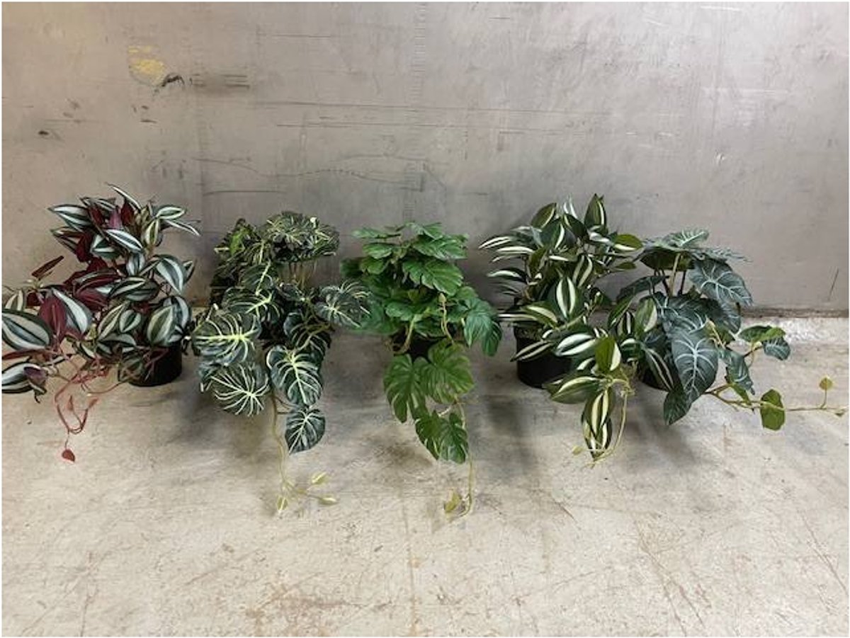 Hangplant in pot 50cm L