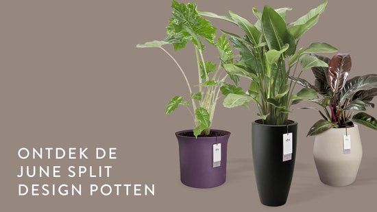 Elho June Split Low 46 - UV-bestendig en Kleurvaste Bloempot - Binnen & Buiten - Ø 46.0 x H 42.6 cm - Vintage pruim