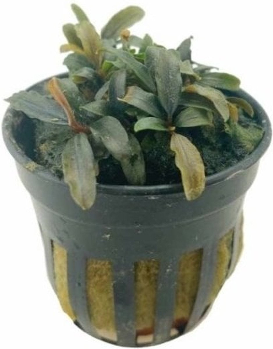 Moerings Bucephalandra Caterina | In 5 cm pot