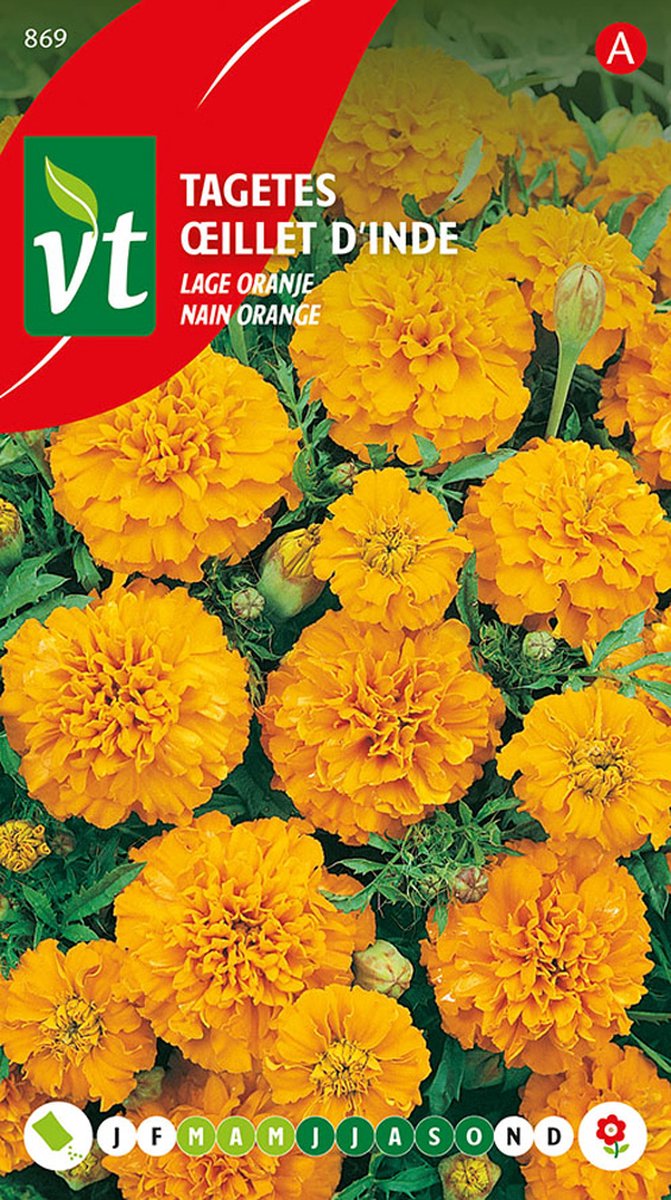 Tagetes 'Lage Oranje' - Heldere Bloemen voor Perken en Borders