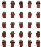 DutchLeafs Bolcactus Mix Mini Cactussen - 20 Stuks - Kwekerspot 5,5 cm - Hoogte 8-15 cm - Mini Plantjes - Bolcactus Mammillaria Cactus Plant - Kamerplanten