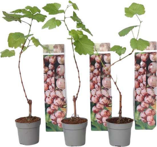 Drie jonge druivenplantjes in grijze potten met verpakking met rode druiven.