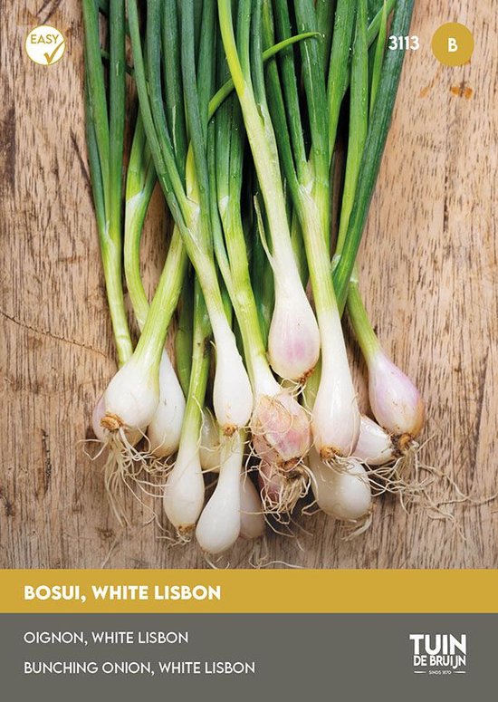 Bosui, White Lisbon. Een bosje lente-uitjes met witte bolletjes en lange groene stelen, liggend op een houten ondergrond.