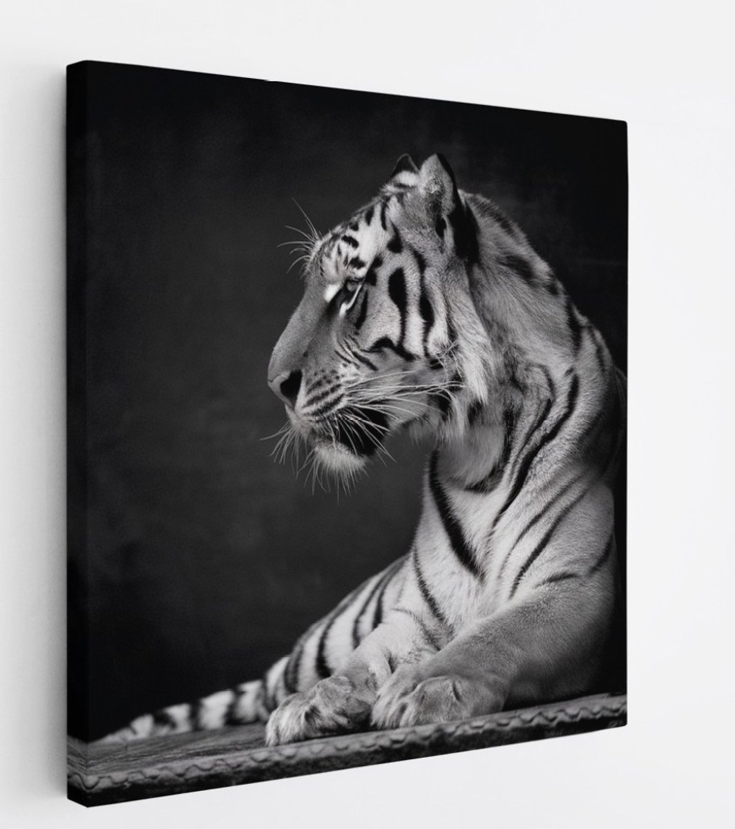 Saammp Canvas Schilderij - Tijger - Natuur - Dieren - Zwart-Wit - 40x40 - Foto op canvas - Wanddecoratie - muurdecoratie Woonkamer - Slaapkamer decoratie - Canvas Print Multicolor